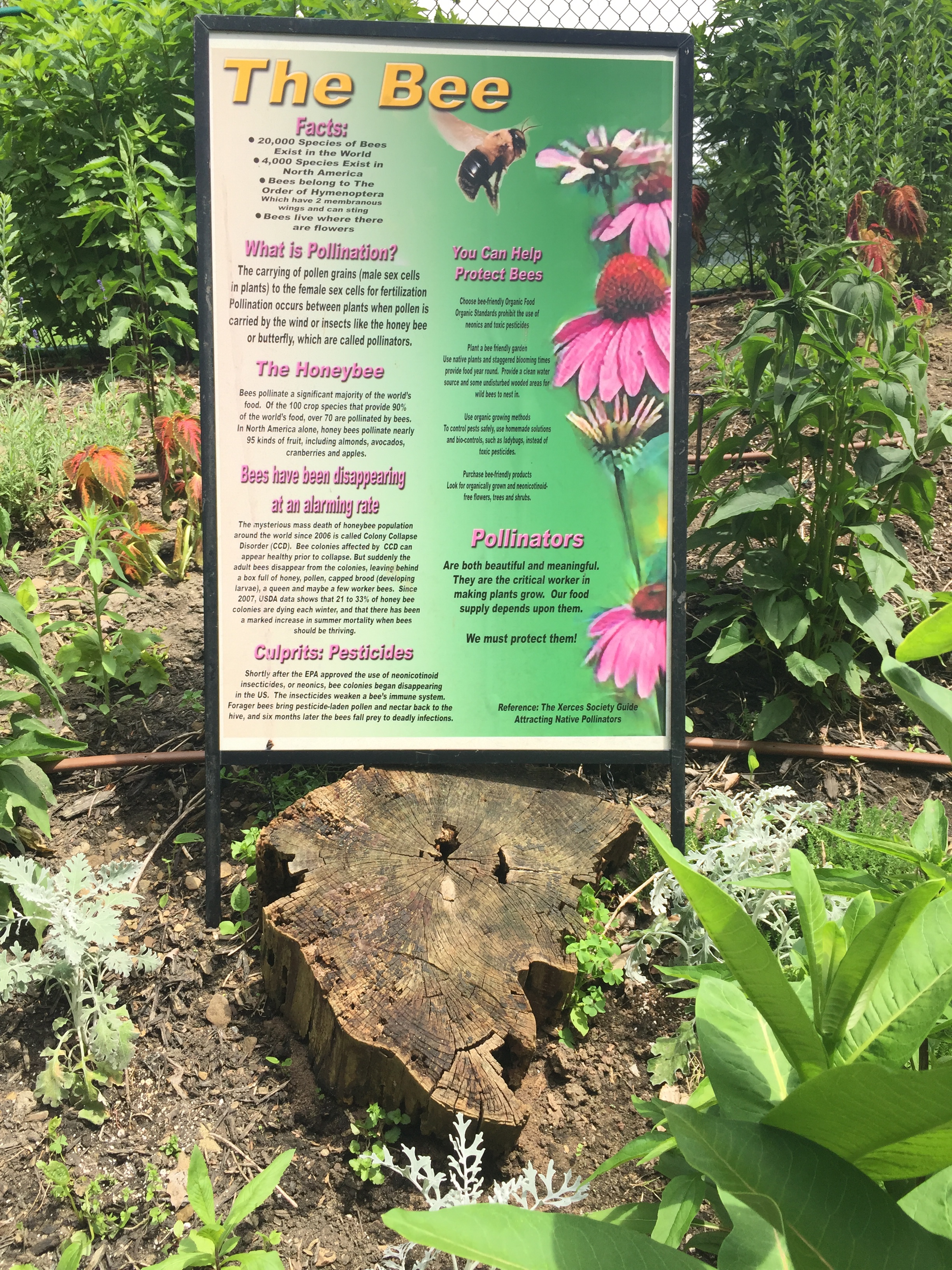 Facts about bees and pollination for the bees