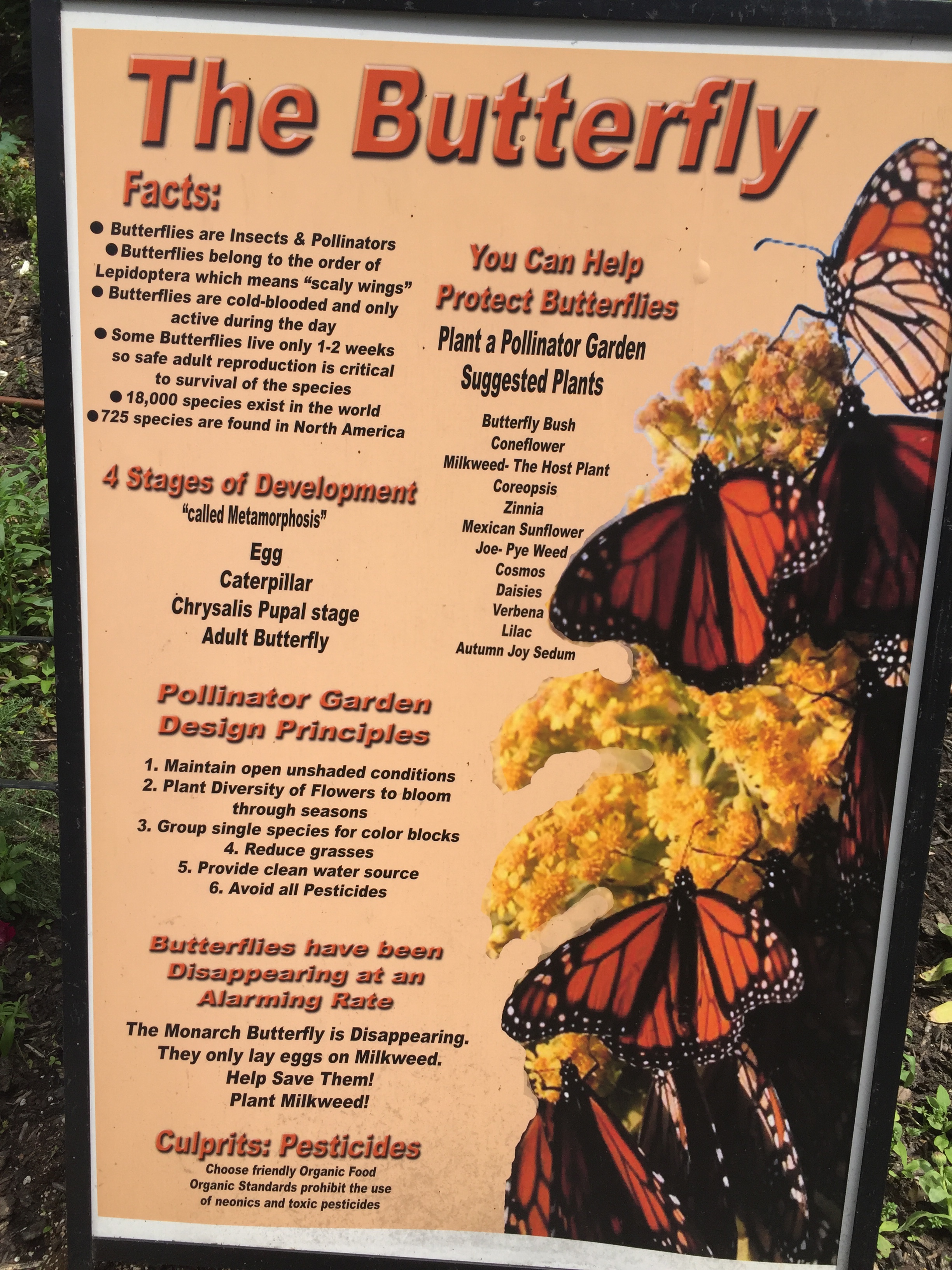 Stages of butterflies placard