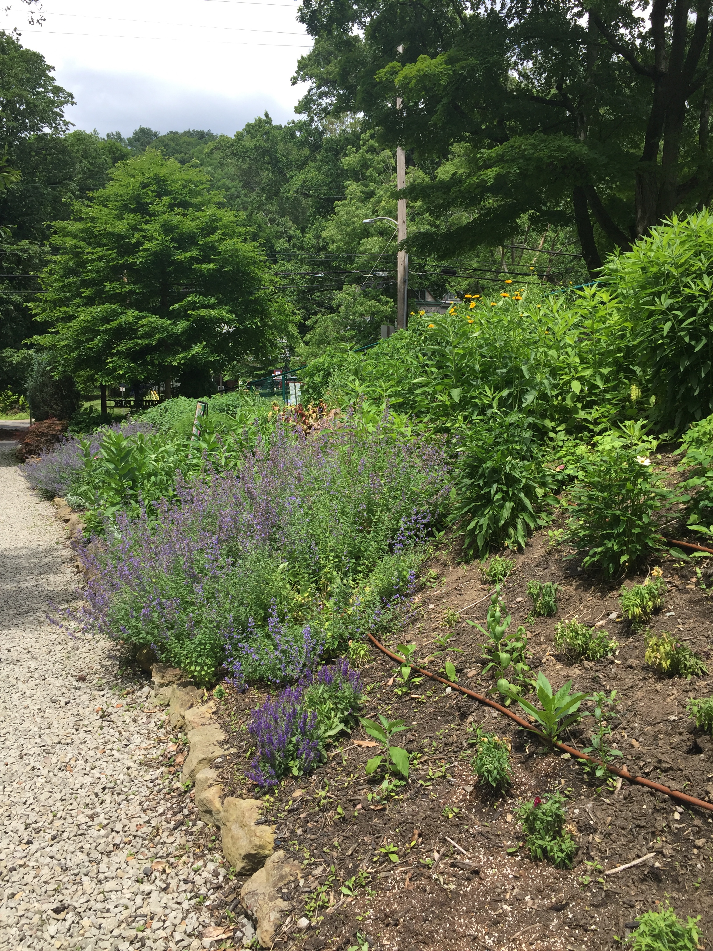 Lavender-looking flowers