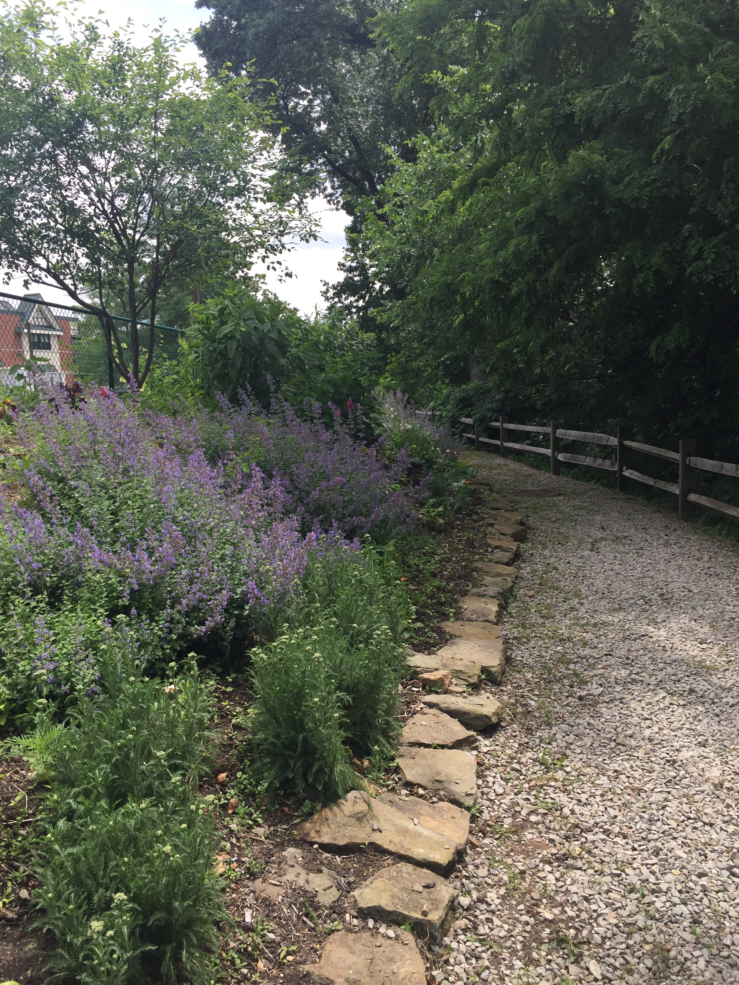 Fields of purple flowers