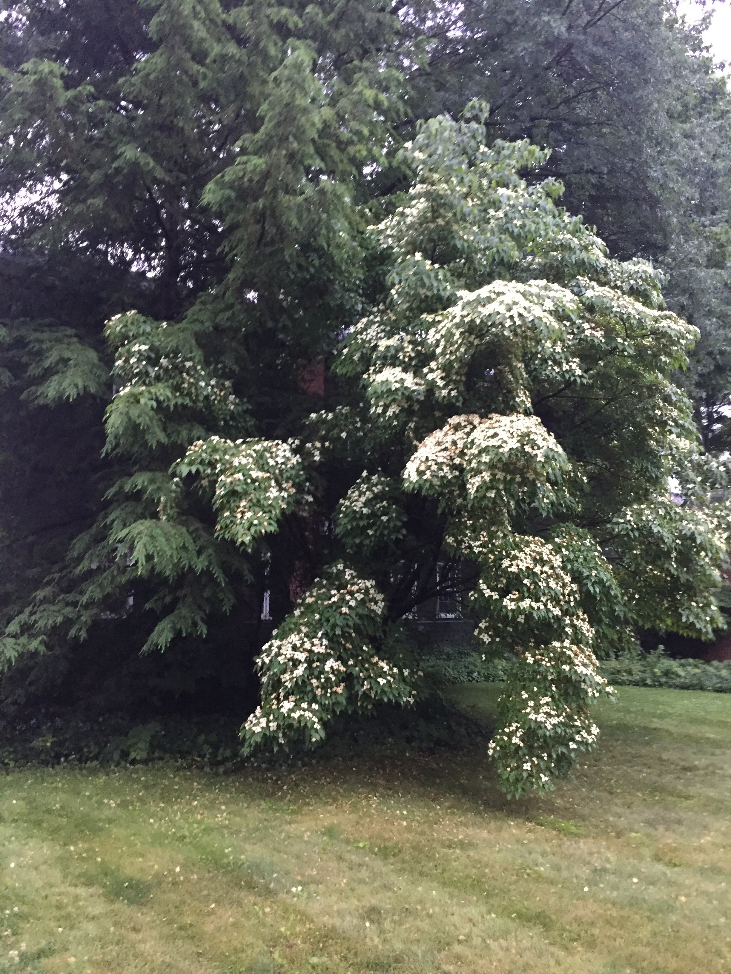 Shrub in full bloom
